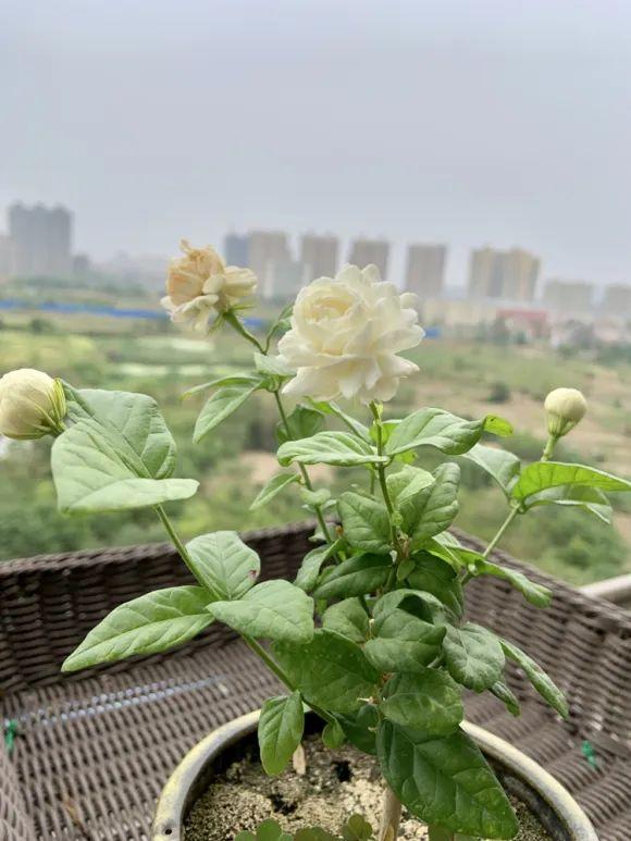 朱兰的栽培方法与环境要求，朱沙兰的栽培管理（夏天盆栽茉莉花）