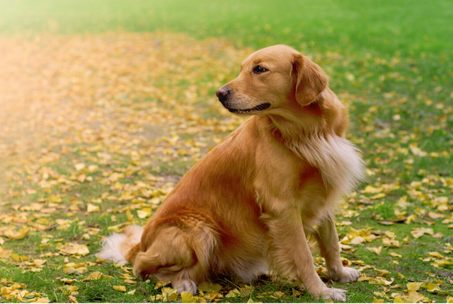 博美冬天掉毛是正常现象的吗，博美夏天掉毛正常吗（掉毛厉害的常见宠物犬）