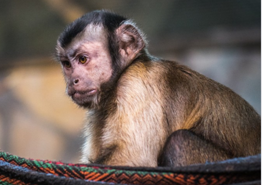老虎如何过冬，老虎是怎么过冬（老虎、狗熊、猴子和獾它们需要冬眠吗）