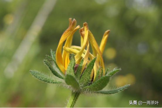馍什么意思解释，馍字笔画笔顺（鲁西南方言杂谈-蒸馍）