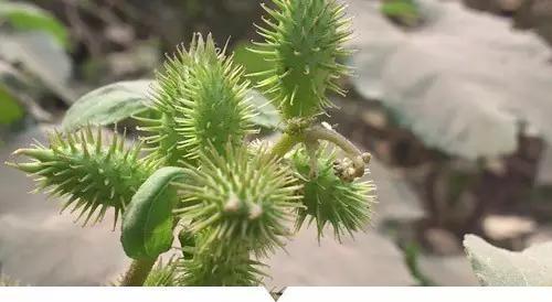 植物你所不知道的名称，小时候常见却叫不出名字的植物