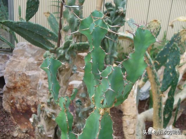 种的植物为什么有刺，浅谈植物的“刺”