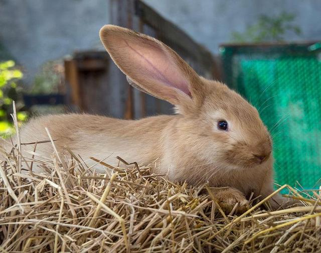 怎样预防和治疗兔球虫病，兔球虫病的治疗方法（兔球虫病症状及预防治疗措施）