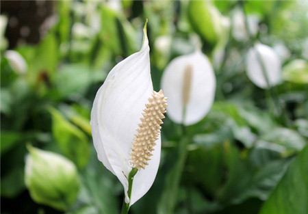 白掌的介绍白掌的养殖技术，白掌的栽培技术（养护白掌做好这些）