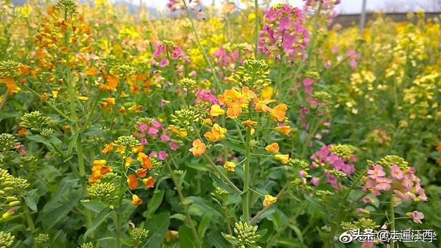 江西农业大学宿舍条件怎么样，江西农业大学宿舍几人间（这所大学占地面积全国第二）