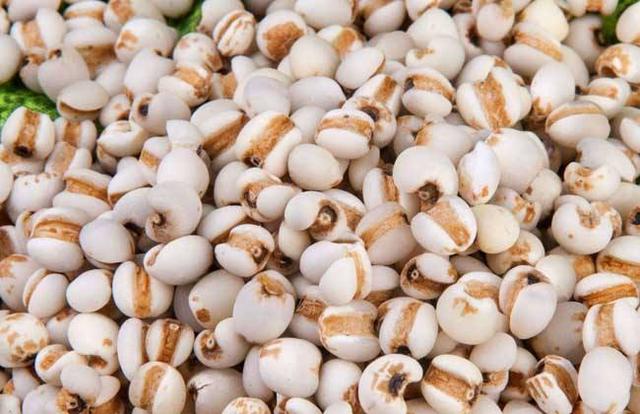 黍子是什么粮食，黍子面是什么粮食作物（高粱和谷子怎么区分）