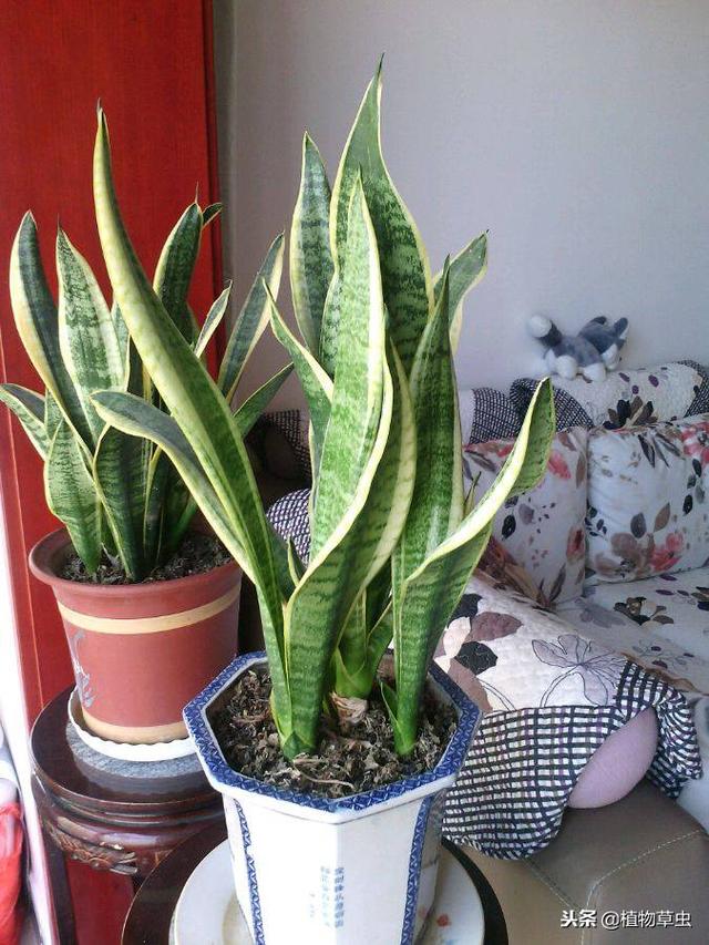 虎皮兰适合放在家里什么位置，虎皮兰摆放的最佳位置（虎皮兰吸收甲醛作用不大）