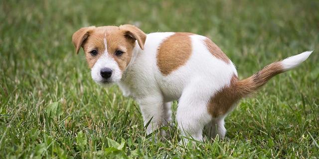 小狗吃自己的便便怎么办，小狗吃自己大便怎么办（关于狗狗吃便便的原因）
