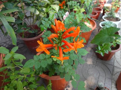 盆栽凌霄花冬天怎么管理，盆栽凌霄花冬天怎么管理才能开花（凌霄花秋冬长得快）