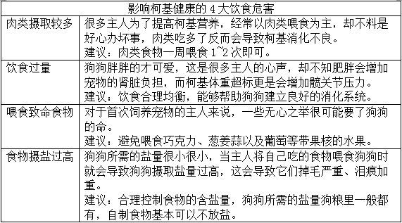 柯基为什么要断尾，柯基犬为什么要断尾（断尾不光影响狗狗平衡感）