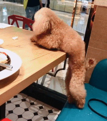 养什么宠物好养又干净，有哪些宠物好养又干净（狗界最爱干净的狗）