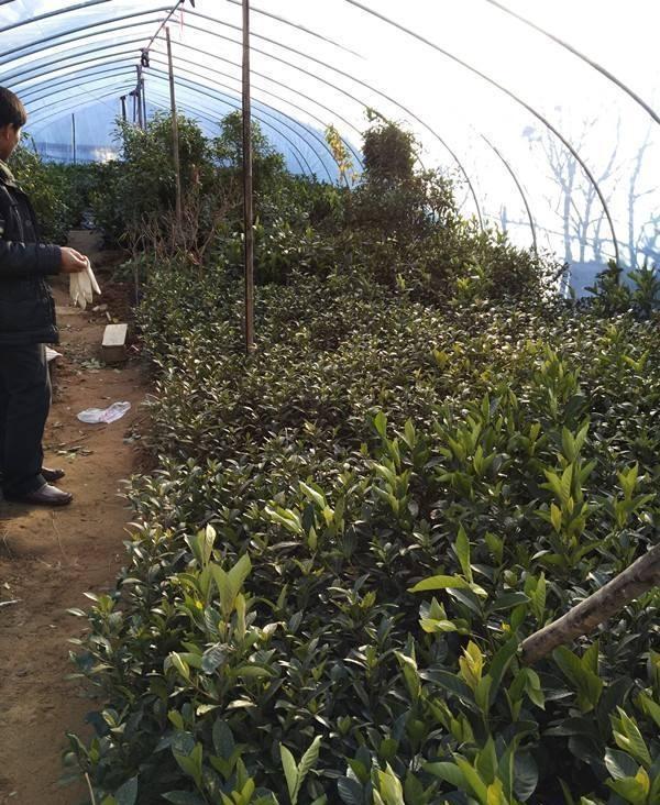 10种不吉利的花，5种花越养越“不吉利”