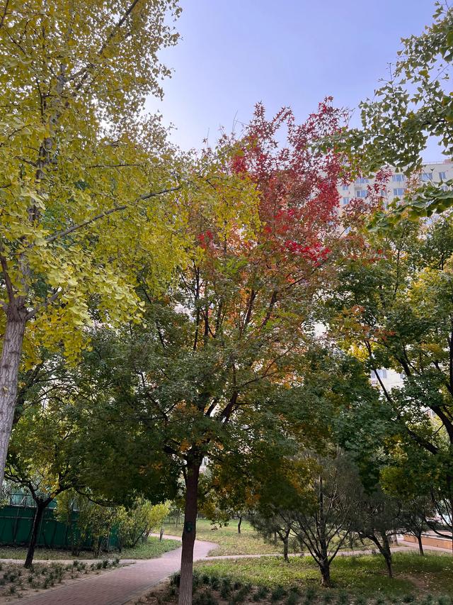 小区里的景色，小区里的景色真美呀（秋天里的小区美景图片）