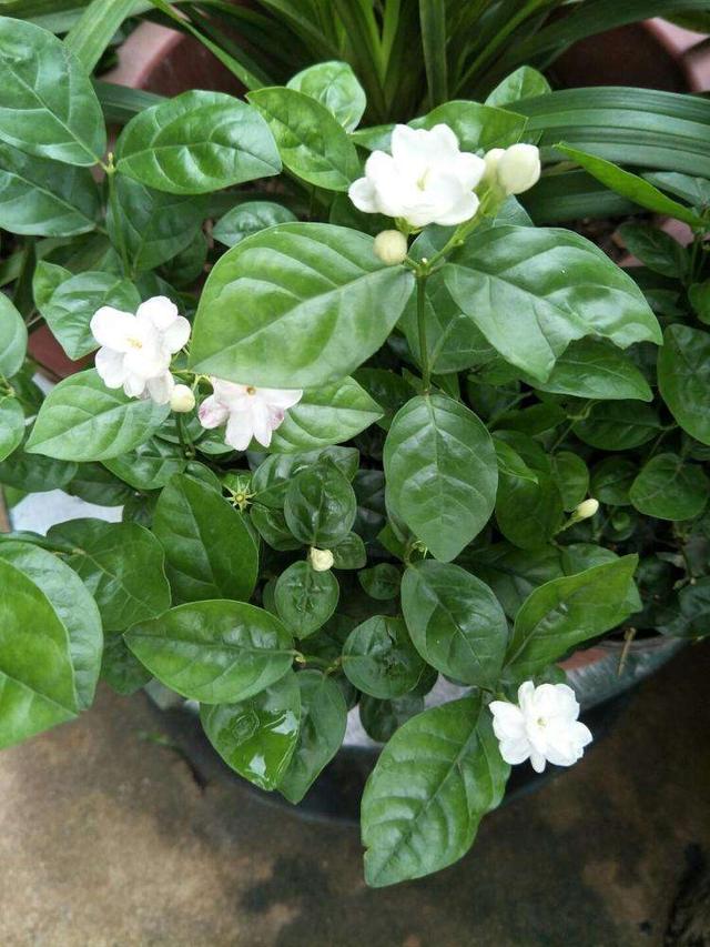 家裡千萬不能養茉莉花,家裡為什麼不能種茉莉(越養越廢整天病懨懨)