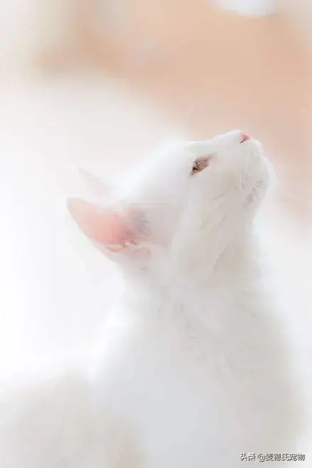 猫咪起什么名字最好听母猫，中国铲屎官绝对把气质
