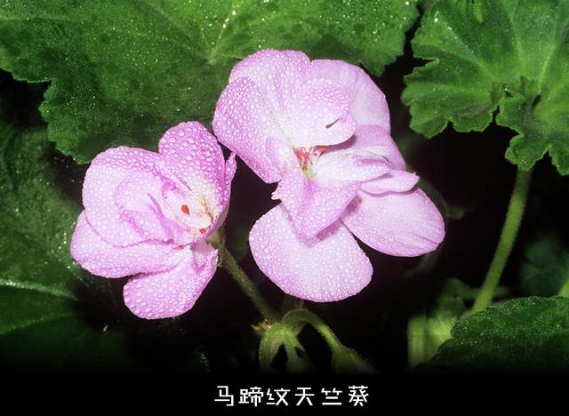 悖论是什么意思，祖父悖论是什么意思（如何解释才能不留BUG）