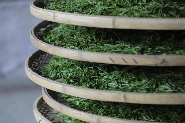 茶叶会发霉吗，普洱茶饼发霉了还能挽救吗（4个步骤教你判断茶叶是否变质）