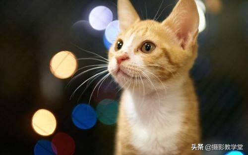 新手用单反拍照技巧，单反摄影技巧入门篇（该如何快速学会基本的相机操作）