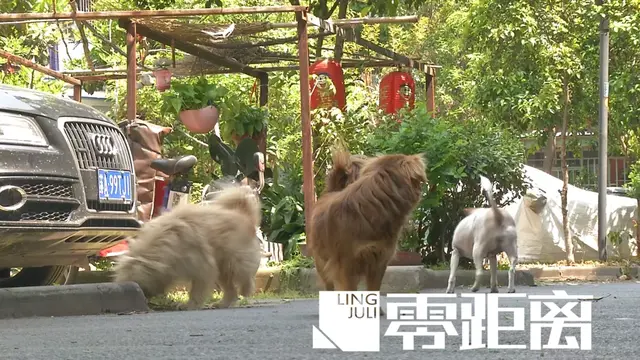 罗根肉制作方法，赤峰罗根肉的做法大全（杀害小狗罗根的“凶手”）