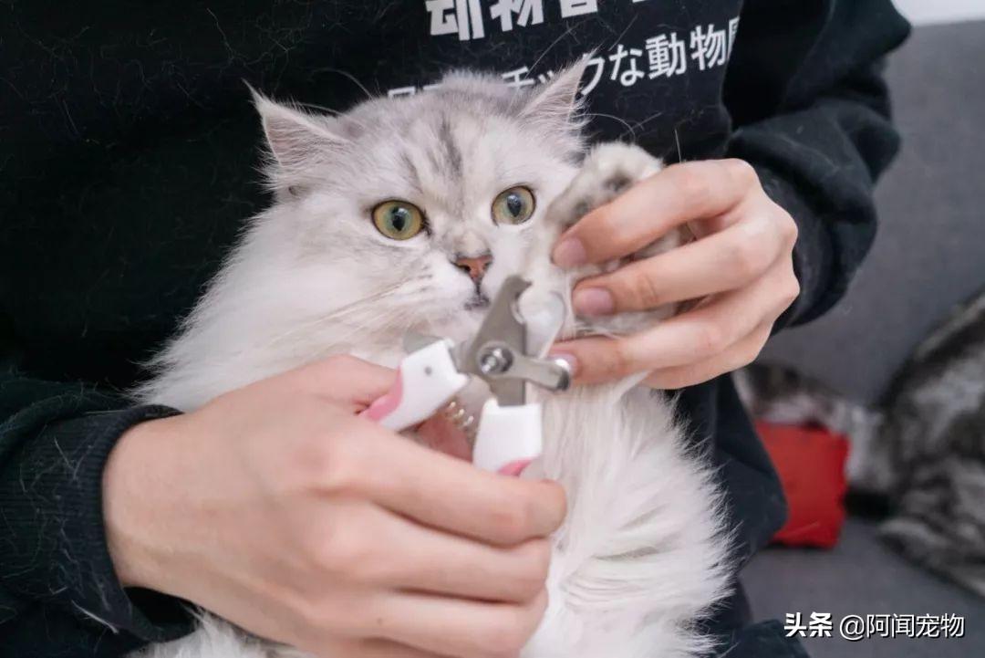 猫咪洗牙多少钱 猫咪洗牙一般价格