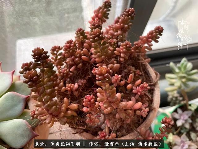 多肉植物图片，感恩相遇，余生相互关照（若绿多肉植物图片）