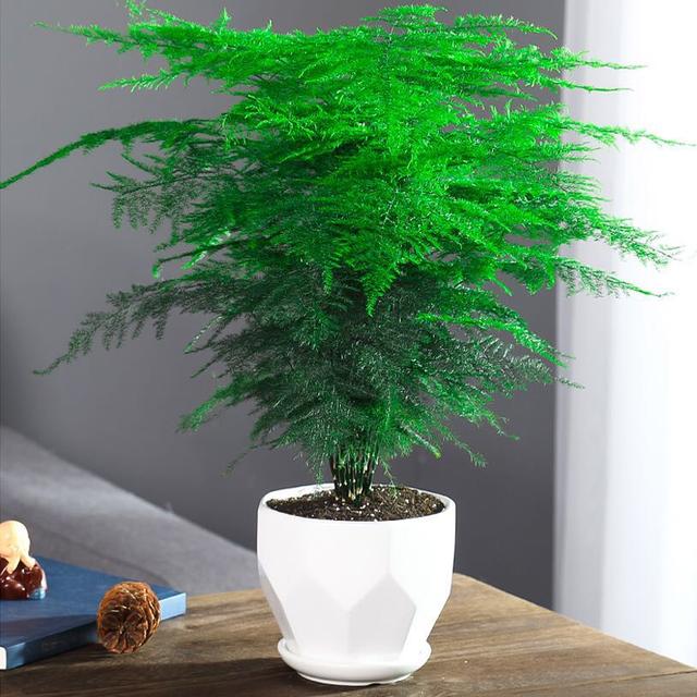 适合家里养的32种花，家里养什么花好（”家居盆花100种）