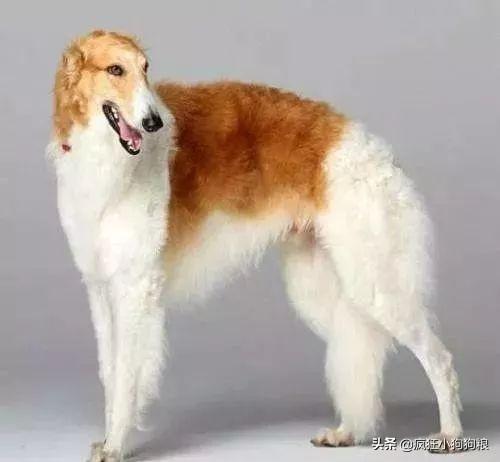 哈士奇智商排名，哈士奇智商在狗界排名多少位（前十和倒数前十）