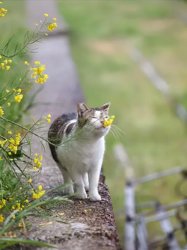 可爱小狗图片，狗狗的图片好看大全（50张可爱的小狗狗）