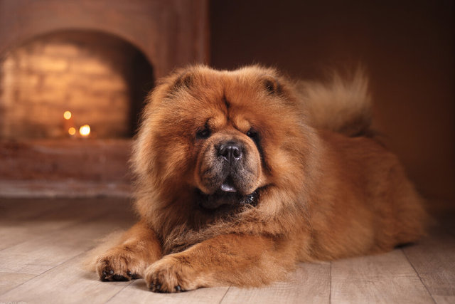 萨摩耶一直扑人怎么办，怎么训练萨摩耶不扑人（常见粘人的狗狗排行榜）