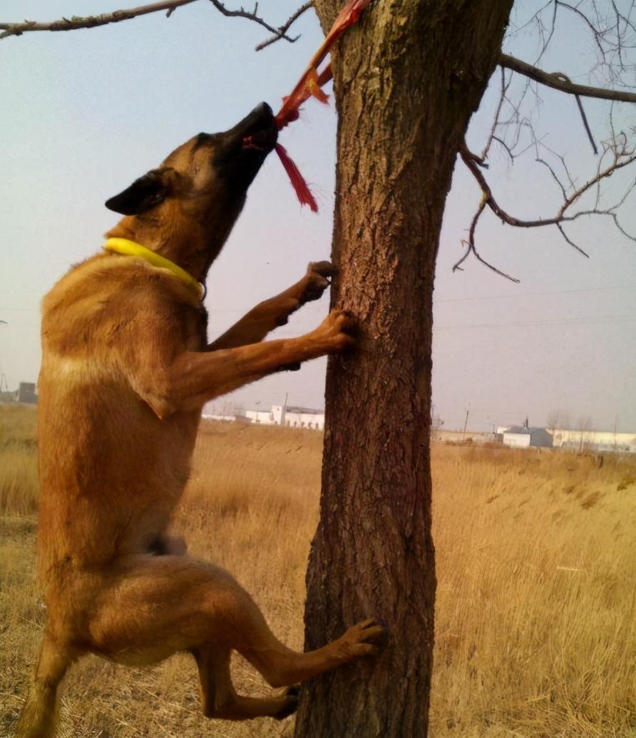 比利时马犬(比利时马犬图片纯种)插图(6)