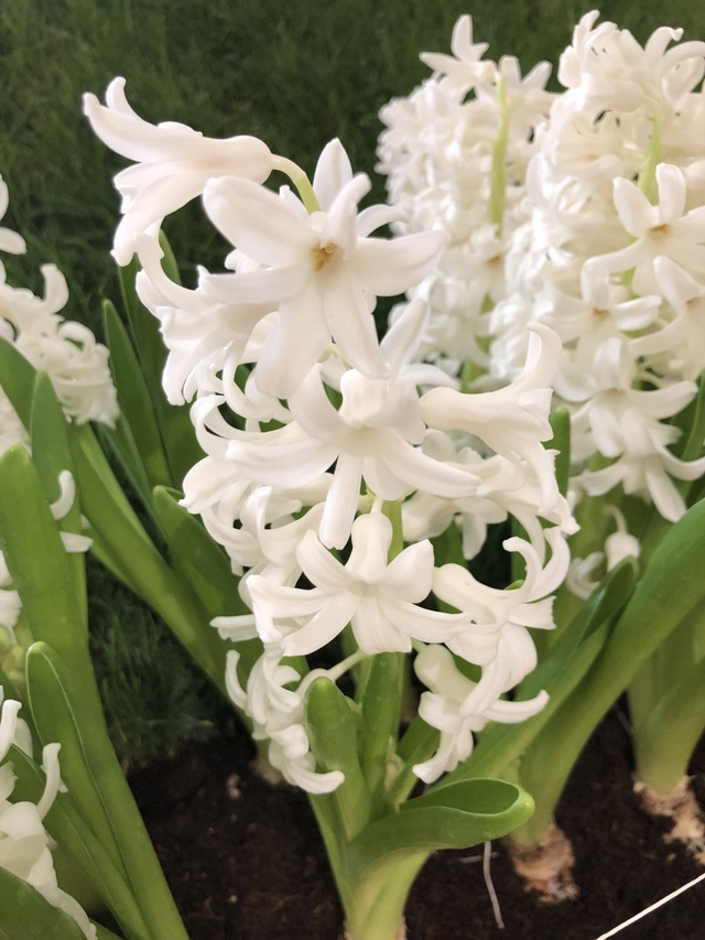 风信子图片，11月份最适合养风信子（风信子图片）