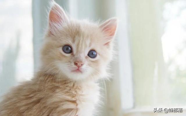 猫咪怎么交配，猫叫春为什么很寒碜