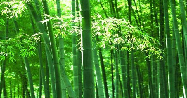 巨型猪笼草的简介，巨型猪笼草的简介和特点（世界上即神秘有神奇的植物）