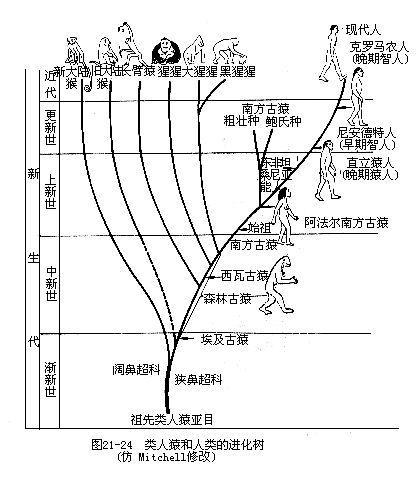 人类的起源和发展，人的由来人类的起源和发展（流水账记录人类从恐龙灭绝到现代人）