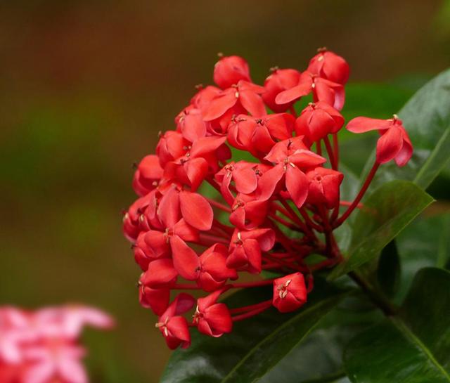 龙船花的养殖方法和注意事项，【龙舟花】龙舟花的栽培及注意事项（红红火火的龙船花）