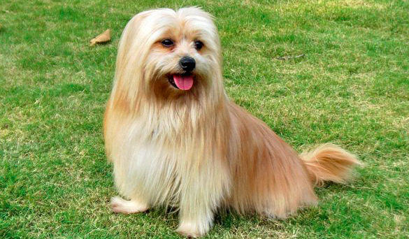 北京狗，北京犬，享尽荣华富贵的中国犬（北京狗场基地在哪里）