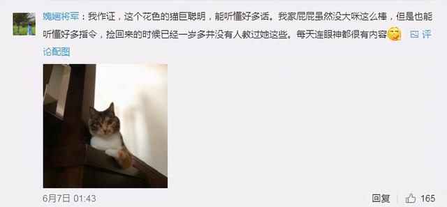 猫的灵性有多强，猫界最有灵性的四种猫（一只猫可以多有灵性）