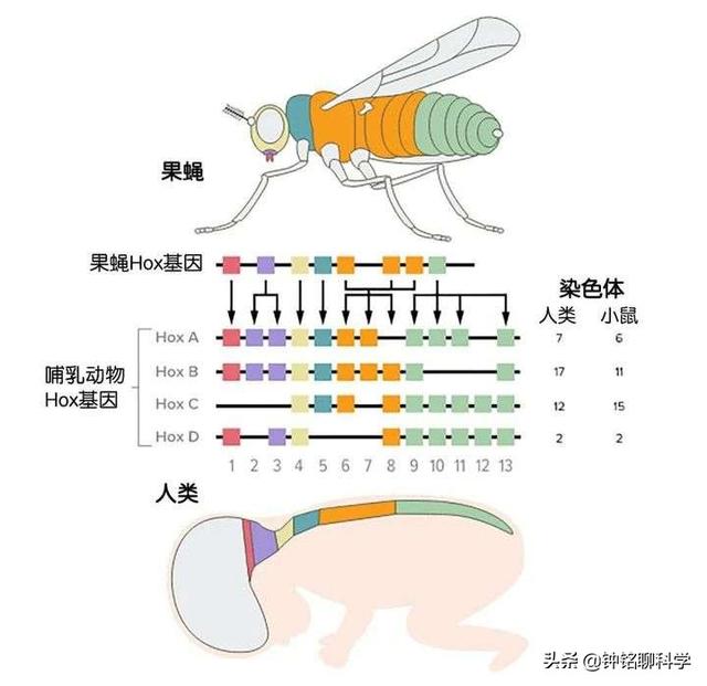 蛇的进化过程，蛇的进化过程 视频（为何要退化四肢用肚皮移动）