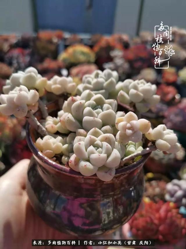 姐妹情深的句子，姐妹情深的句子简短（赏娇媚多肉，忆姐妹情深）