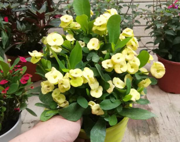 虎刺梅，虎刺梅“有毒”很多人还是养家里（虎刺梅黄叶是怎么回事）