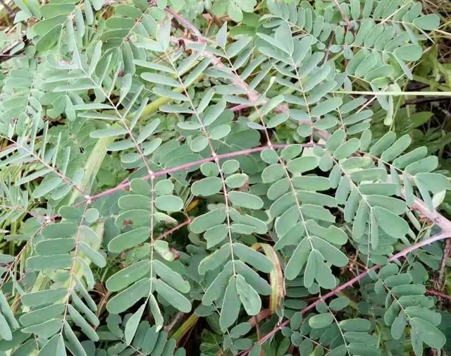 天牛幼虫防治，天牛幼虫用什么药效果好（云实树里的斗米虫）
