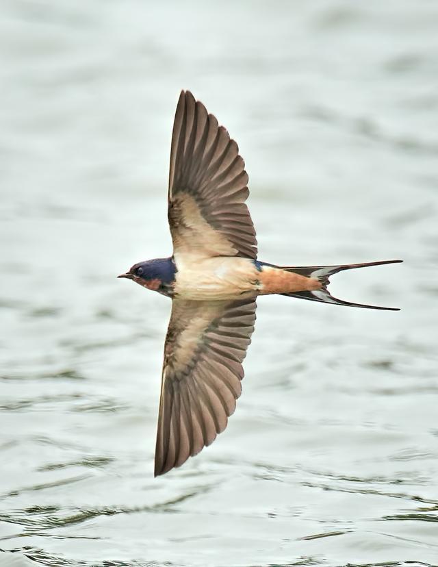 燕子的特点是什么，燕子有什么特点,从哪里知道的（夏季燕子筑巢，春天来）