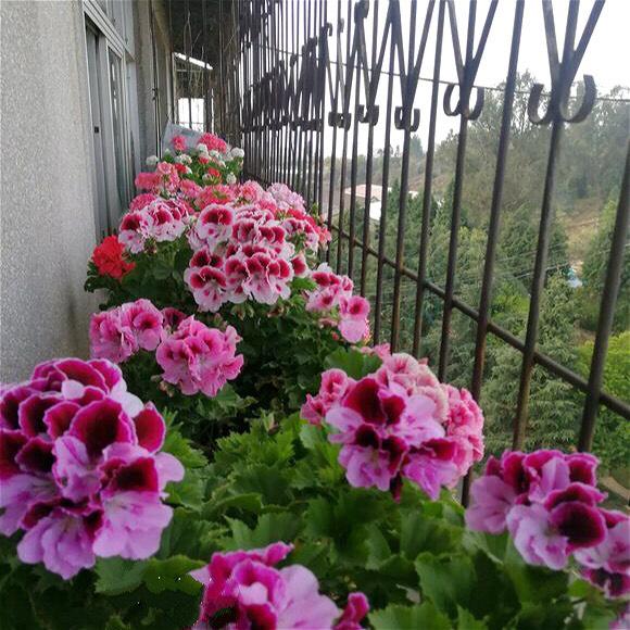 天竺葵的养殖方法，万岁玫瑰天竺葵的养殖方法（从10月开花到来年6月份）