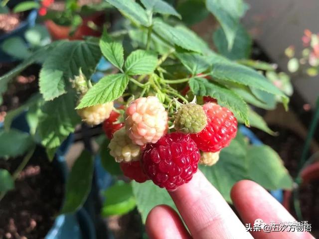 绣线菊亚科植物多具瞢荚果,少为蒴果,瞢荚果由离生心皮发育而来,是初生性状，或原始性状,蒴果由合（草莓上的小麻点真的只是种子吗）