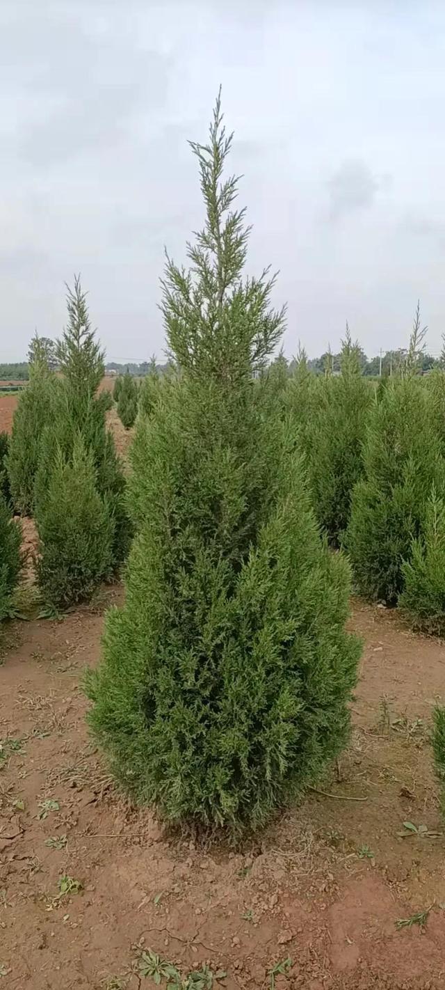 2米高塔柏价格多少钱一棵，2米高的塔柏价格（1.5米-2米量大）