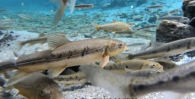 羊湖海拔多少米高，羊湖海拔有多少米呢（拉萨羊湖海拔多少米高）