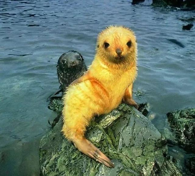 植物活化石有哪些，​17个颜色变异的动植物（植物活化石有哪些种类）