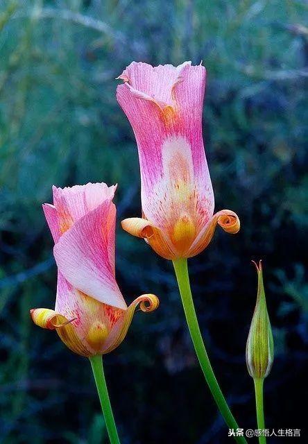 七色堇花语是什么，七色堇花语和传说（这些奇花异草太美了）