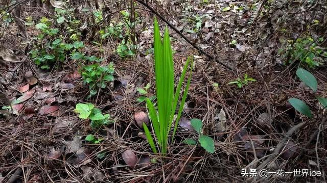 仙茅参中药材，中草药仙茅图片与功效（30元一斤成稀罕货）