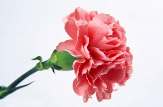 康乃馨怎么养，康乃馨怎么养开花（康乃馨的养殖方法和注意事项）